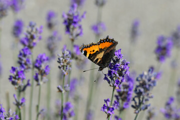 Small tortoiseshell butterfly (Aglais urticae) perched on lavender plant in Zurich, Switzerland