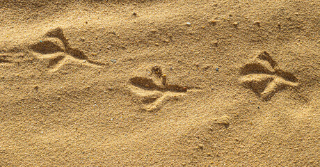 Birds footprints on sand beach in sunny day