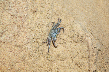 Small invisible crab crawls out of its hole in the evening on the beach of Egypt, Sharm ash Sheikh