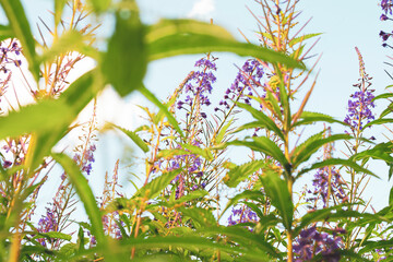 Field of blooming sally flowers, wild medicinal herbal tea of willow plant or Epilobium. Willow-herb, medicinal plant, herbalism. Russian Ivan Tea