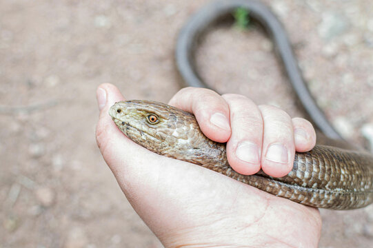 European legless lizard, Pseudopus apodus apodus, Sheltopusik. It's a non venomous reptile looks like a snake. Caught in Armenia