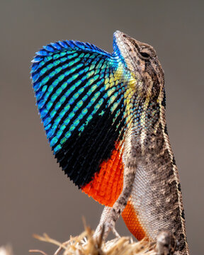 Sarada superba, the superb large fan-throated lizard, is a species of agamid lizard gives a superb display of dewlap in order to attract the female during the mating season