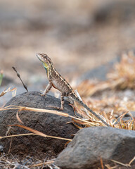 Sarada superba, the superb large fan-throated lizard, is a species of agamid lizard gives a superb display of dewlap in order to attract the female during the mating season