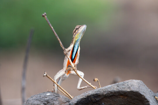 Sarada superba, the superb large fan-throated lizard, is a species of agamid lizard gives a superb display of dewlap in order to attract the female during the mating season