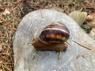 gastropods striped grape snail, Helix pomatia