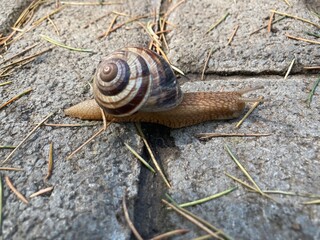 gastropods striped grape snail, Helix pomatia
