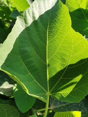 close up of green leaf