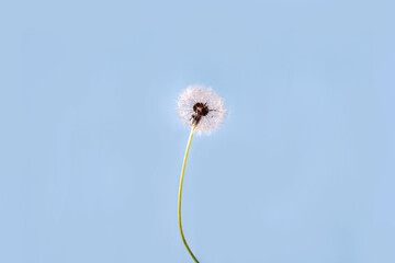 lonely dandelion on a blue background, copy space