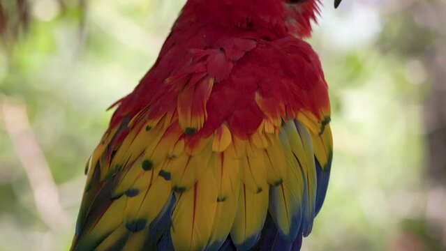Slow motion 4k video panning down the body length of a scarlet Macaw large parrot bird from head to tail