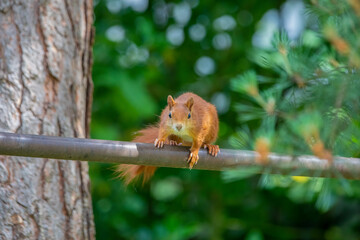 Squirrel on a pipe facing camera