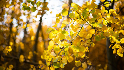Beautiful autumn landscape with yellow trees and sun. Colorful foliage in the park. Falling leaves natural background. Close-up of a yellow foliage in the bright rays of the autumn sun.