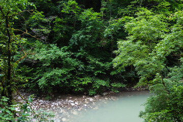 Mountain river flowing through the green forest.