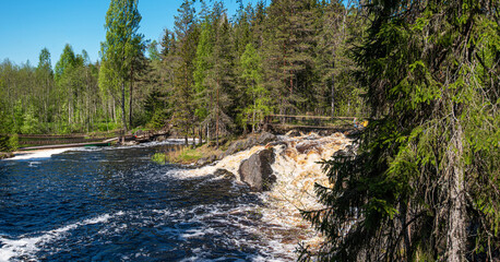 Karelia. Russia. Northern nature of Russia in the wild. Pines on the shore of lake. Travel to Russia. Eco tourism, travel and discovery of beautiful places.