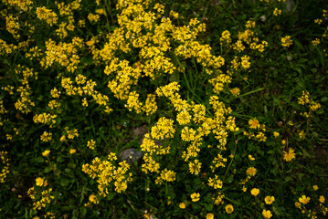 Mountain yellow flowers close-up. Wild flowers on top of a mountain valley. Spring nature theme and summer outdoor view.