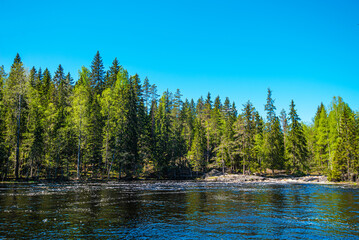 Obraz premium Northern nature in the wild. Pines on the shore of lake. Travel and discovery of beautiful places