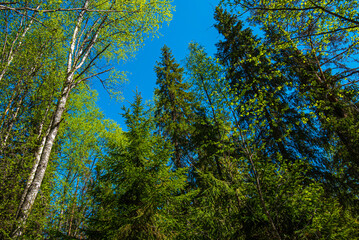 The blue sky through the green tree tops of tall big old trees in a forest. Panorama in a forest, magnificent from below view to the treetops with fresh green foliage.