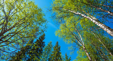 The blue sky through the green tree tops of tall big old trees in a forest. Panorama in a forest, magnificent from below view to the treetops with fresh green foliage.