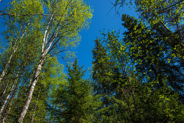Northern nature in the wild. Pines on the shore of lake. Travel and discovery of beautiful places.