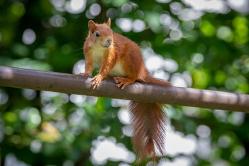 Squirrel on a pipe