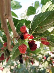 Black mulberry on tree
