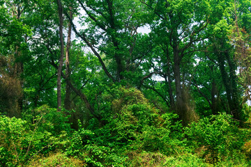trees entwined with lianas and bindweeds in a subtropical broadleaf forest