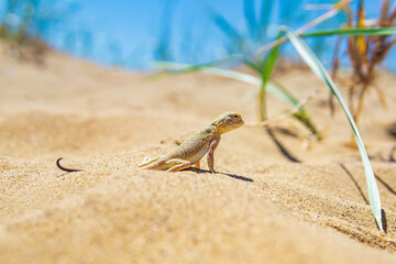 lizard toad-headed agama among the dry grass in the dunes