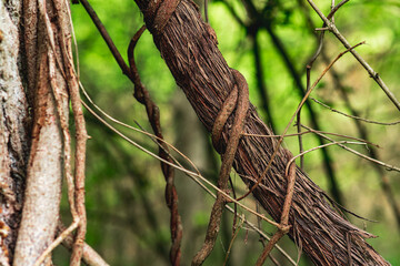 stems of climbing and creeping plants in a subtropical forest close-up
