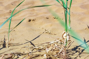 lizard toad-headed agama in natural habitat