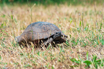 greek tortoise among dry grass outdoor