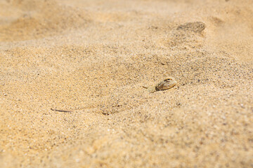 Fototapeta na wymiar toadhead agama lizard quickly dug into the sand vibrating with its whole body
