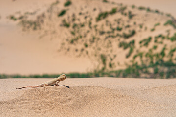 Lizard Phrynocephalus mystaceus (secret toadhead agama) on the sand dune of Sarykum