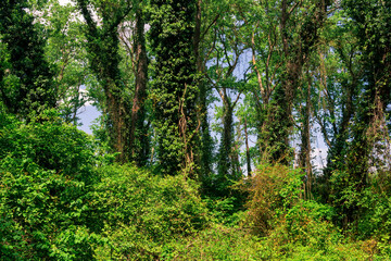 Fototapeta na wymiar subtropical liana forest in the delta of the Samur River
