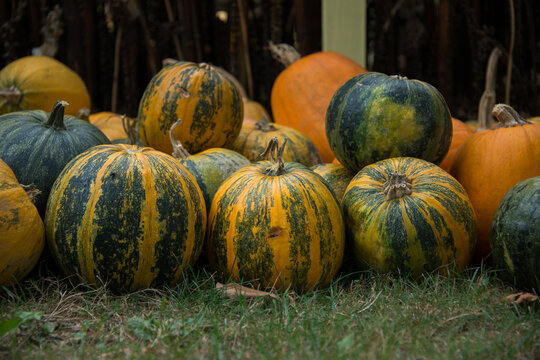 Halloween pumpkins in autumn