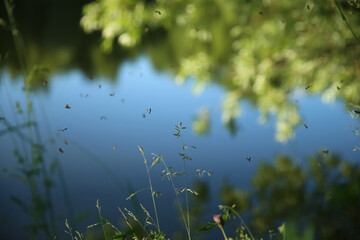 Wild grass on the lake. Evening. Mosquitos fly over the grass. Blurred background.