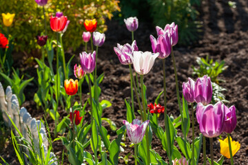 Bright colorful tulip flowers illuminated by sunlight. Soft selective focus, tulip close-up. Tulip photo background. A group of colorful tulips.
