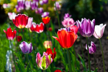 Bright colorful multi-colored yellow, white, red, purple, pink blooming tulips in spring on a flower bed in the garden. Spring floral background.