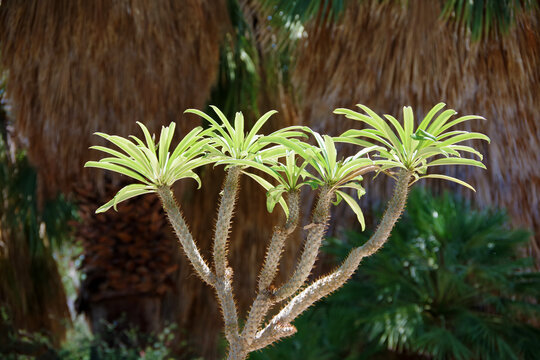 Madagascar palm Pachypodium lamerei tree in bright sunlight