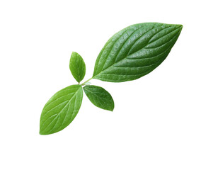 Green Leaves On White