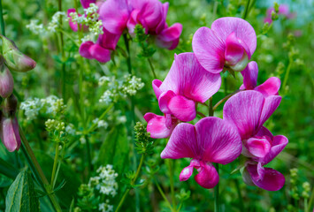 pretty sweet pea flowers growing in summer. small pink wildflowers on riverbank. beautiful floral background 