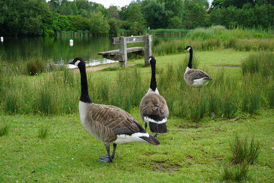 Group Of Wild Canadian Geese In Grassland Next To Lake. Migrating Water Birds.