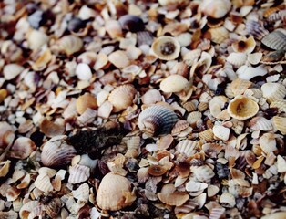 shells on the beach