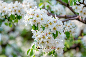 Beautiful blooming pear tree branches with white flowers growing in a garden. Spring nature background.