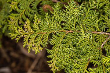 Sawara Cypress (Chamaecyparis pisifera ‘Golden Pincushion’)