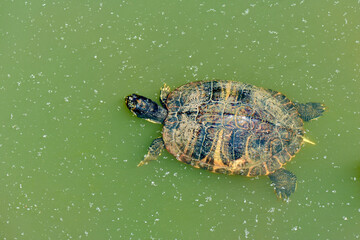 Obraz premium Turtle swimming in water. Chinese garden pond.
