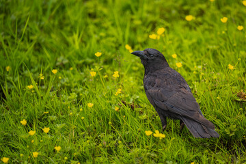 Obraz premium 2022-06-17 A LONE CROW STANDING IN A GREEN FIELD WITH YELLOW FLOWERS LOOKING OVER ITS LEFT SHOULDER WITH A BLURRY BACKGROUND