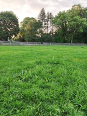 Fototapeta premium grass and trees