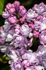 Flower of Common Lilac (Syringa vulgaris ‘Montaigne’)