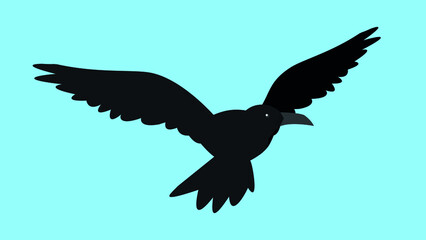 The raven flies with its wings spread