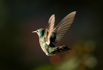 A female White-necked jacobin humming bird Near La Suiza, Costa Rica