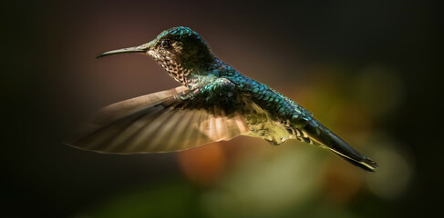 A female White-necked jacobin hummingbird with wings extended near La Suiza, Costa Rica - obrazy, fototapety, plakaty